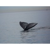 Poily's on the Pier - Restaurants in Redondo Beach