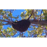 ABBA Termite & Pest Control Inc. dba Bee Emergency Response Team - Pest Control in Whittier