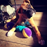 Doggie Bliss - Pet Services in Los Angeles