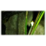 Redeyedtreefrog - Pet Services in Los Angeles