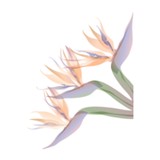 Power Journeys Hypnosis - Hypnosis/Hypnotherapy in Los Angeles