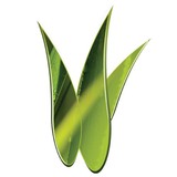 The Green Leaf Systems - Massage Therapy in Los Angeles