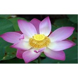Mypsychicreader.com - Other in Lomita