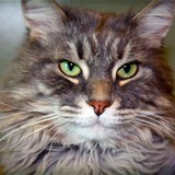 George Anthony DVM - Veterinarians/Vets in Santa Monica