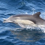 Harbor Breeze Corp - Other in Rancho Palos Verdes