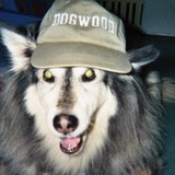 Dogwood Cage-Free Daycare Center - Child Care & Day Care in Los Angeles
