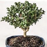House Of Bonsai - Landscape Architects in Lakewood