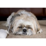 Green Carpet Cleaning Malibu - Cleaning Services in Malibu