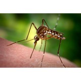 Greater Los Angeles Mosquito And Vector Control Public Health And Educational Foundation - Other in Santa Fe Springs