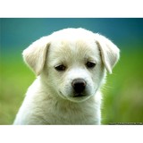 Pet Joy - Pet Groomers in Los Angeles