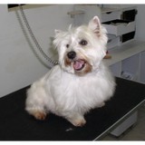 Lynda s Groom Room - Other in Norwalk