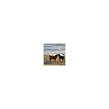 Beach Veterinary Hospital - Veterinarians/Vets in Long Beach