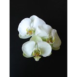 Pac 8 Orchids - Florists in Los Angeles