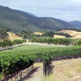 Silvestri Vineyards - Other in Carmel Valley