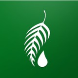 Melaleuca - Other in Oakhurst