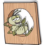 Marin Termite Control CO Inc - Pest Control in Novato
