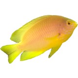 Ecoreefs Inc - Business Consulting in San Rafael