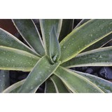 C E A Landscapes - Landscaping in Van Nuys