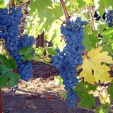 Durney Winery Corporation - Wineries in Carmel Valley
