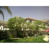 A & J Tree Service - Other in Pomona