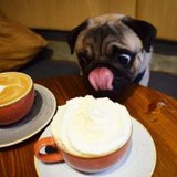 Pugcafe.com - Other in San Anselmo
