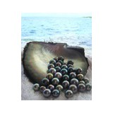 Pacific Pearls - Other in Mill Valley