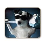 Pet Planet Realty - Other in Calabasas
