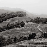 Harlan Estate Winery Inc - Wineries in Saint Helena