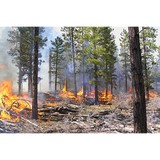 Timberwolfe Tree Service - Tree Services in Truckee