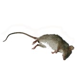 Anthony Pest Control Inc - Pest Control in Huntington Beach