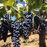 Storybook Mountain Winery - Wineries in Calistoga