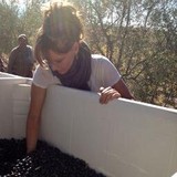 St Helena Olive Oil CO - Manufacturer in Rutherford