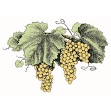 Grgich Hills Cellar - Wineries in Rutherford