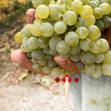 Titus Vineyards - Wineries in Saint Helena