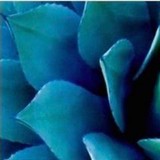 Blue Agave Laguna - Other in Laguna Beach