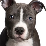 Humane Society of Truckee - Other in Truckee