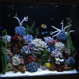 Aquarium Doctor Inc. - Aquarium Supplies & Services in Huntington Beach