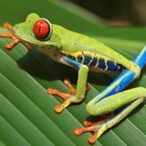 Natures Critters - Pet Stores in Roseville