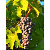 Rgh Consultants Inc - Business Consulting in Napa