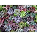 Seaside  Growers Nursery - Other in San Juan Capistrano