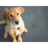 Dog Park Cafe - Pet Stores in Temecula