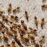 Agriserve Inc - Pest Control in Ontario