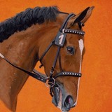 Joe Herrick Thoroughbred - Other in Bonsall
