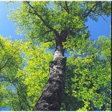Bailey Tree Co Tree Service & Lawn Care - Tree Services in Sacramento