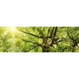 Tree Tech Service - Tree Services in Elk Grove