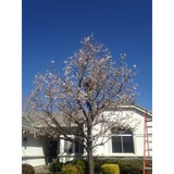 Economy Tree Service - Tree Services in Sacramento