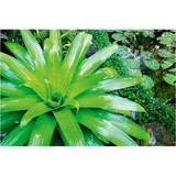 Golden Woods Nursery - Landscape Architects in Escondido