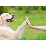 High Five Dog Training & Care - Pet/Animal Training in Upland