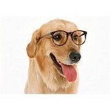 Drdogs247.com - Wholesale in Corona