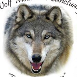 Wolf Mountain Sanctuary Lucerne - Other in Lucerne Valley